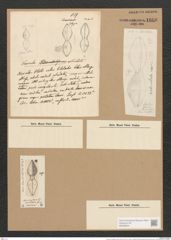Dictyoneis marginata (Lewis) Cleve (de-Toni-Nr.: Genus 2, Species 839) Zeichnungen Sammlung Grunow Nr. 1666 (NHMW-BOT-W0368524)